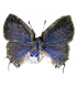 LYCAENIDAE