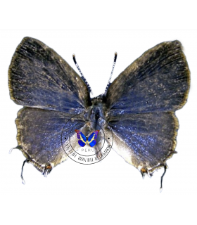 LYCAENIDAE