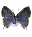 Calycopis centoripa