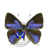 LYCAENIDAE