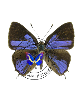 LYCAENIDAE