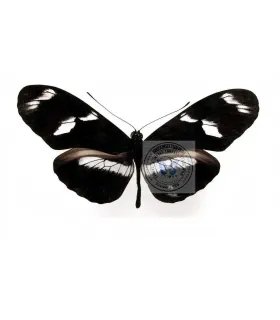 Heliconius telesiphe cretaceous