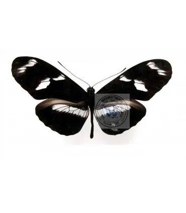 Heliconius telesiphe cretaceous