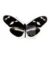 Heliconius telesiphe cretaceous