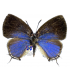 HELICONIDAE