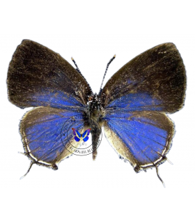 HELICONIDAE