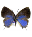 Celmia celmus