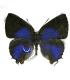 LYCAENIDAE