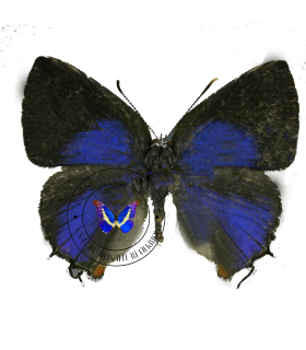 LYCAENIDAE