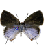 LYCAENIDAE