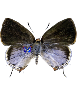 LYCAENIDAE