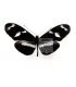 Heliconius telesiphe cretaceous