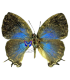 LYCAENIDAE