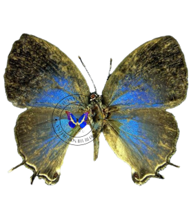 LYCAENIDAE