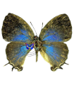 Phothecia thespia
