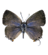 LYCAENIDAE