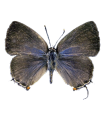 Gargina caninius