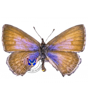 Leptotes callanga