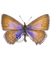 Leptotes callanga