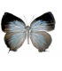 LYCAENIDAE