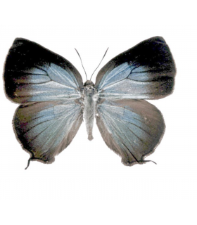 LYCAENIDAE