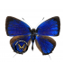 LYCAENIDAE