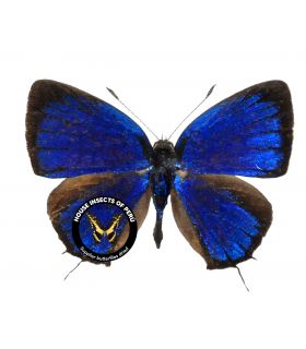 LYCAENIDAE