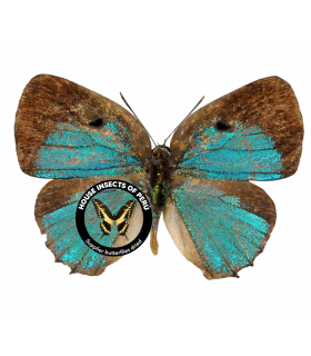 LYCAENIDAE