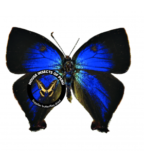 LYCAENIDAE
