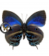 LYCAENIDAE