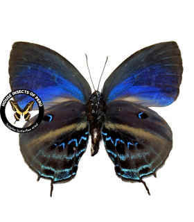 LYCAENIDAE