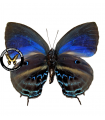 Mithra nautes