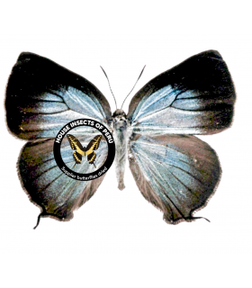 LYCAENIDAE