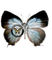 Mithra oroanna