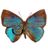 LYCAENIDAE