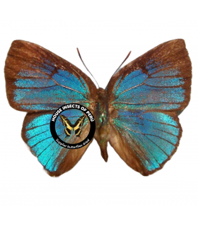LYCAENIDAE