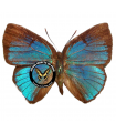 Mithra Orobia