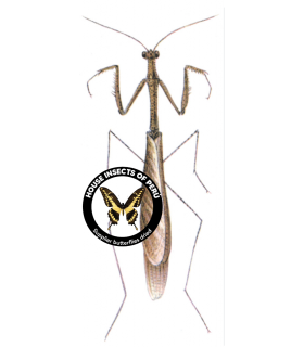 MANTODEA