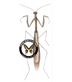 Thesprotiella peruana
