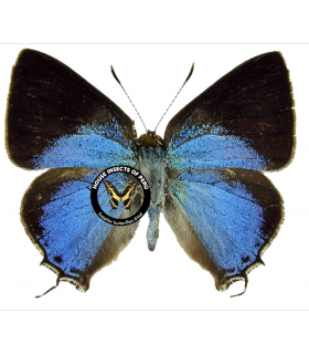 LYCAENIDAE