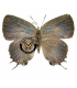 LYCAENIDAE