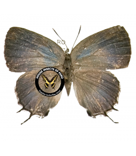 LYCAENIDAE