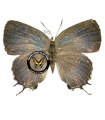 Teucria Dabreras