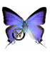 LYCAENIDAE