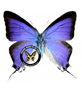 LYCAENIDAE