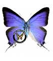 Pseudolycaena marsyas