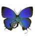 LYCAENIDAE