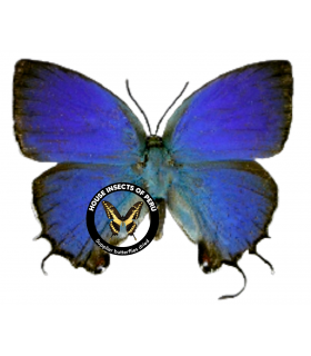 LYCAENIDAE