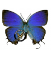 Evenus batesii