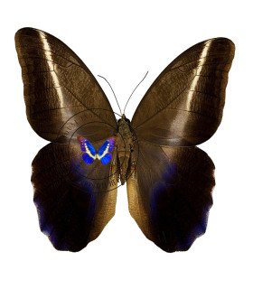 BRASSOLIDAE